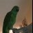Natitude parrot