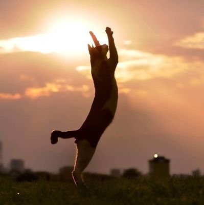 ys_ishikawa_28's profile picture. 仕事としてはAI周りの開発とデータ分析(Python,R)を主に。
会社のデータ分析チームのマネージャ。社内教育担当。統計検定一級とAWSの認定試験を勉強中。
なかなか趣味の時間が取れない日が続いています。
最近ロルカナを始めました（とは言ってもパック剥いたりするのがメインで遊べてない）