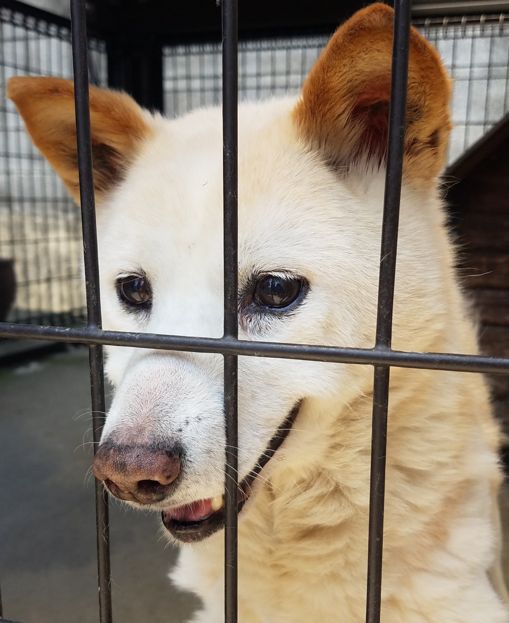 白色雑種犬探しています岡山県 on Twitter "迷子犬プクを探しています。 2018年7月28日朝6時半頃