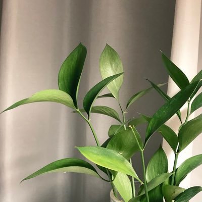 초록을 키웁니다🌱 약간의 일상과 식물, 식물, 식물! 식물계 멘션시 맞팔👌