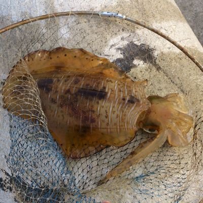 turisyounenn's profile picture. ほんの少しアクティブなインドア派のハムを愛してやまない根暗なマルチアングラー。読書家＆映画好き。