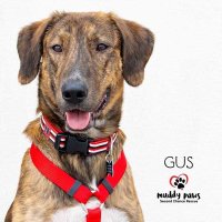 Muddy Paws (@muddypawsrescue) 's Twitter Profile