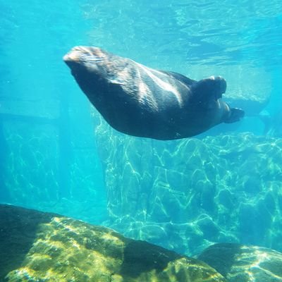 LizzieLawyer2b's profile picture. PhD researcher at Keele University. Interested in Politics. Loves animals. Watches F1 & interested in cars. Likes to read. Greyhound mummy to 3 retired hounds.