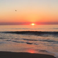 Rogue ASV (@rogueasv) 's Twitter Profile