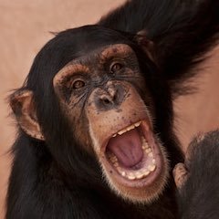 monkeymagic2601's profile picture. just watching life and laughing with it...