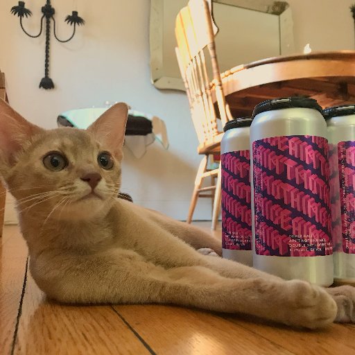 Craft Beer, cats, tech, traveler, painter of pictures