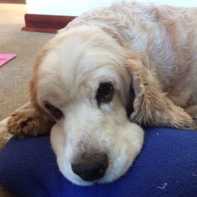 ValeskaBusch's profile picture. Madre de 3 niñas hermosas, azUl de corazón, profesora, emprendedora networking #somosglobalteam