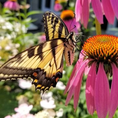 rivergirl156's profile picture. 