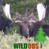 Adam Jack - @wildobs - Twitter