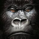 Freddy - @FreddyAduMonkey - Twitter