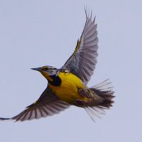 Zoo_Sci (@zoo_sci) 's Twitter Profile