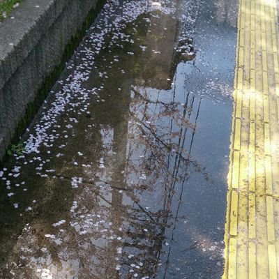 かつて東雲 黎明だったものさんのプロフィール画像