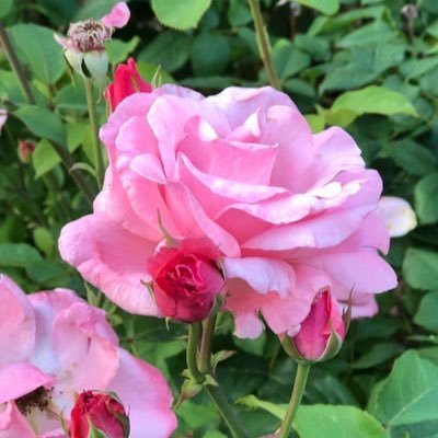 sako29megu's profile picture. 秋田女。おばちゃんCARAT、EIGHTER。そして食べ歩き。