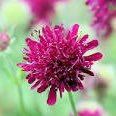 Spikey Scabiosa 💙🇺🇦🇺🇦🇺🇦