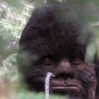 Discovering Bigfoot (@todd_standing) 's Twitter Profile