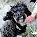 Dog Year Crypto (@dogyearcrypto) Twitter profile photo Dog Year Crypto (@dogyearcrypto) Twitter profile photo