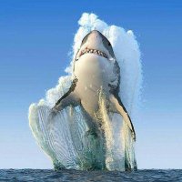 shepp 🐬(@ladylibation) 's Twitter Profile Photo