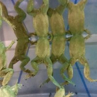 Wills Lab (@willslabfroggos) 's Twitter Profile Photo Wills Lab (@willslabfroggos) 's Twitter Profile Photo