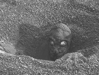 MTunnels's profile picture. Moleman, king of the CTA underworld (not officially related to the CTA)