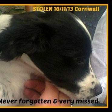 Trying to find our stolen springer Pup out in the ether since November '13. Please help Find Our Pup #FindPup #CornwallsMissing