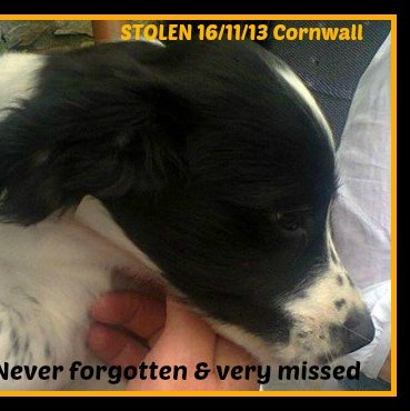 Trying to find our stolen  springer Pup out in the ether since November '13. Please help Find Our Pup #FindPup #CornwallsMissing