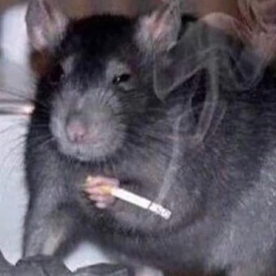 ceramicgrape's profile picture. 