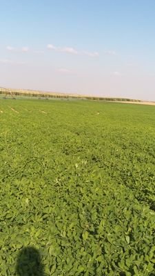 h29221992hosam's profile picture. 