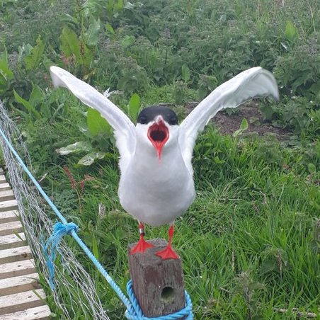 Birder based in Somerset. Tern freak. Professional copyeditor. Villa fan. 'If you want me, you can find me, left of centre, off of the strip'.