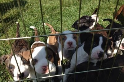 Part of the team over at Humacao Animal shelter. Helping to deal with the aftermath of the hurricane.