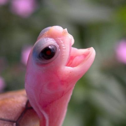 🐸