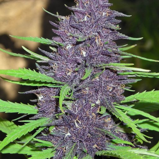 DarksideBruce's profile picture. 