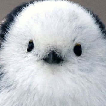 ダメノ･ミクスさんのプロフィール画像
