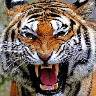 chinnu_staaaan's profile picture. がおー