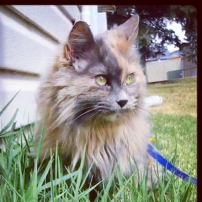 catlover from Saskatoon (Lainsey and Dora are the kitties)                         blocking bots daily (just stop)