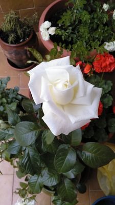 40_con's profile picture. Desde los 14 años cotizando ademas de para mis mallores para políticos sin corazón pues te joden la pensión si trabajas más de 40 años antes de los 60