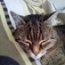 janet maier (@janetalicemaier) Twitter profile photo janet maier (@janetalicemaier) Twitter profile photo