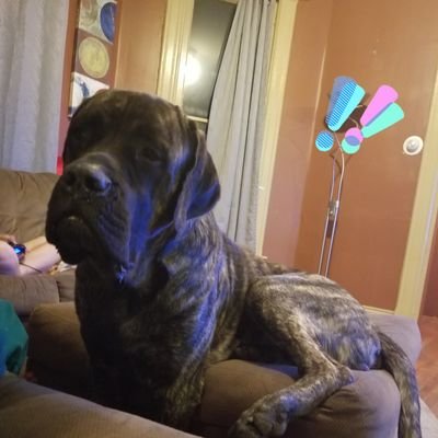 Big Dog out havin' fun..
English Mastiff
https://t.co/WzVhONADYx