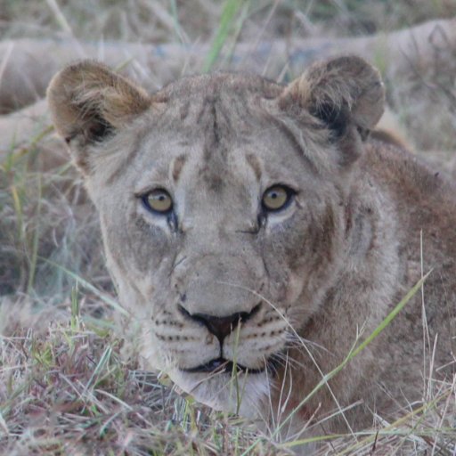 A century ago, 200,000 lions roamed Africa. Today, fewer than 20,000 run wild. Twenty Four Lions aims to reverse this trend in the Zambeze Delta of Mozambique.