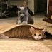 MyCatsAreJudgingYou🦎Trump2024 (@drmom25ma) Twitter profile photo MyCatsAreJudgingYou🦎Trump2024 (@drmom25ma) Twitter profile photo