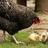 chickenannies's profile image