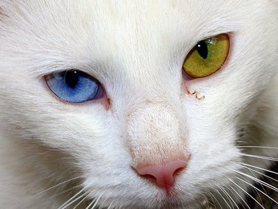 greezeuh's profile picture. Creative Director