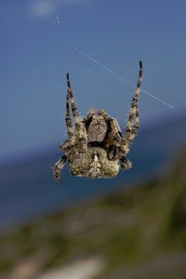 ZioRemoCH's profile picture. 