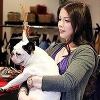French bull dog sales (@pupsale12) 's Twitter Profile