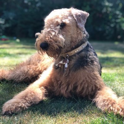 This is the official account of Indie the Airedale, I’m loving, loyal and just a little bit naughty. #Indiesworld