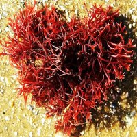 Seaweed (@seaweedscience) 's Twitter Profile