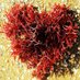 Seaweed (@seaweedscience) Twitter profile photo Seaweed (@seaweedscience) Twitter profile photo