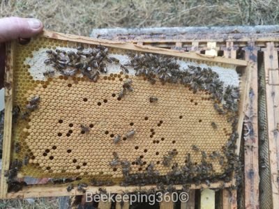 Beekeeping360's profile picture. Naturfreak!