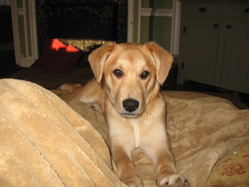 davidswife2's profile picture. Love my dog and husband.