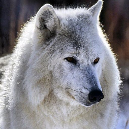 Daily_AnimaIs's profile picture. Posting Pics of Animals Daily
