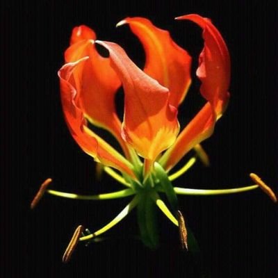 TeteAliceK's profile picture. 